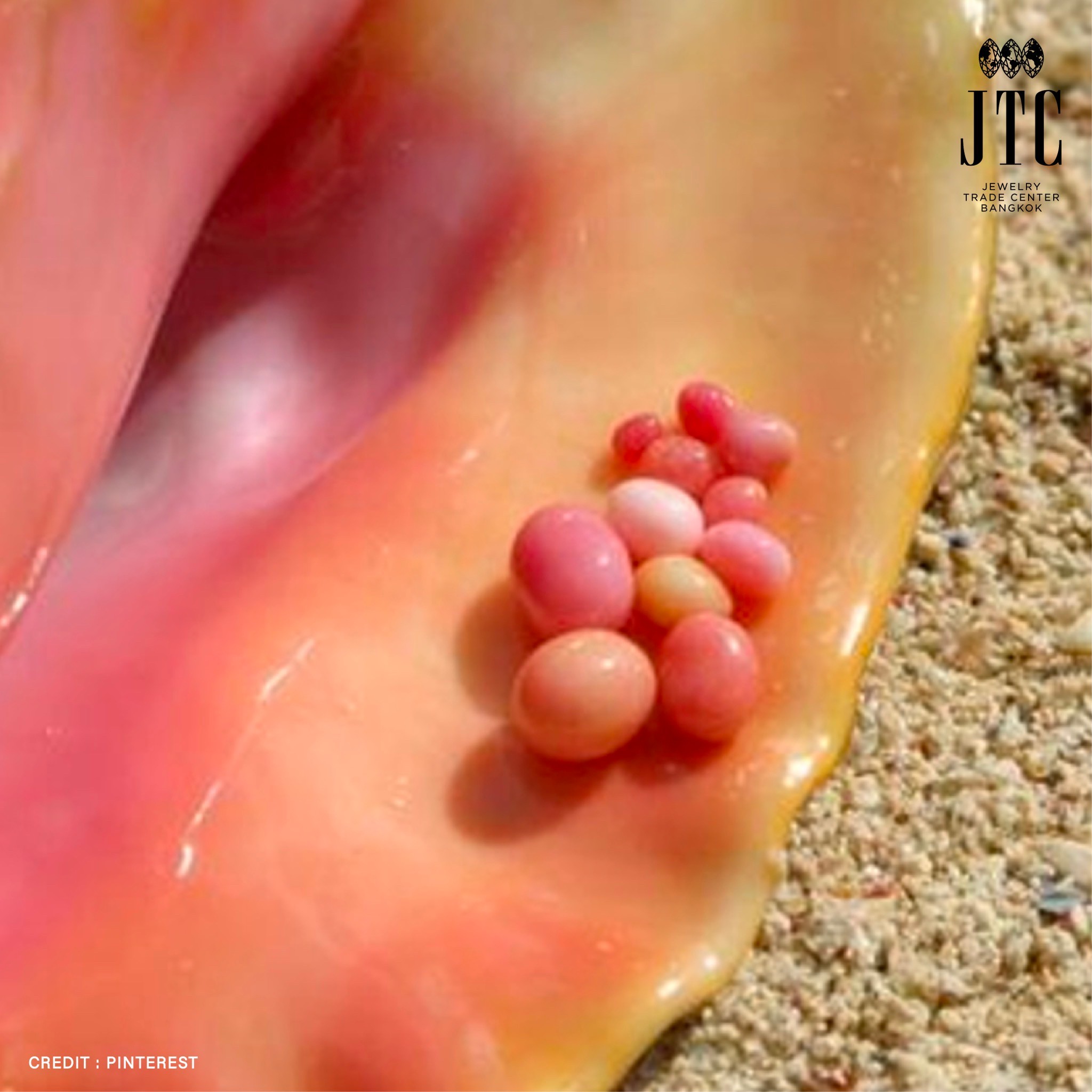 Conch Pearl ไข่มุกหอยสังข์